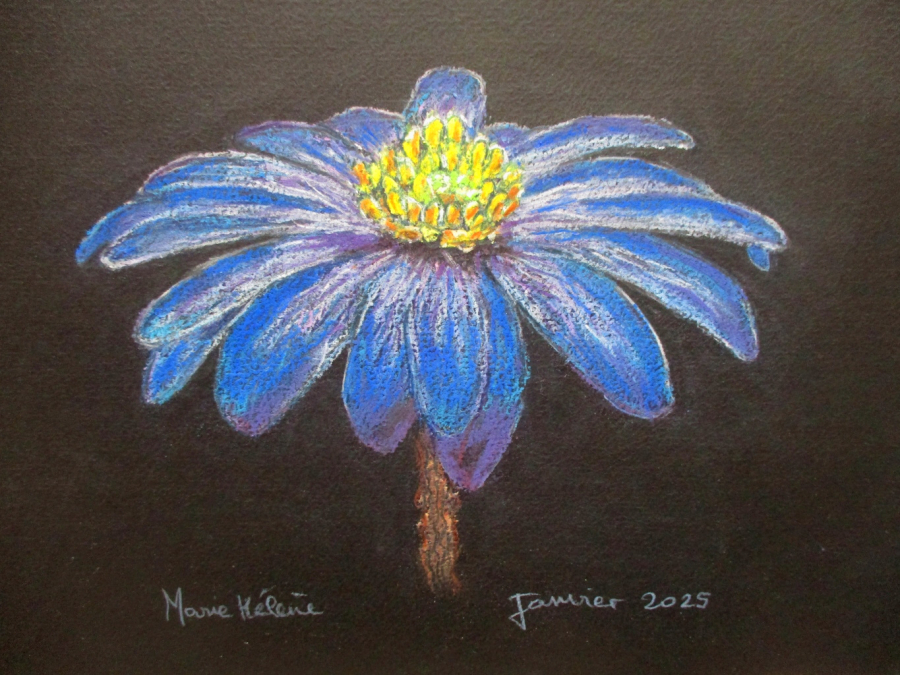 Felicia amelloïde